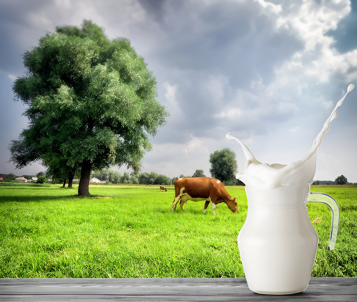 The Journey of Milk: From Farm to Your Table with Made of Milk