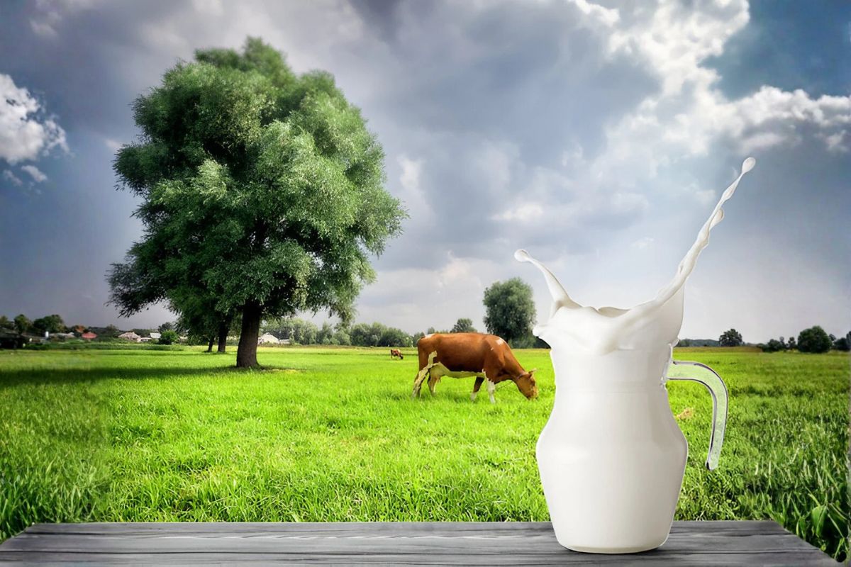 The Journey of Milk: From Farm to Your Table with Made of Milk
